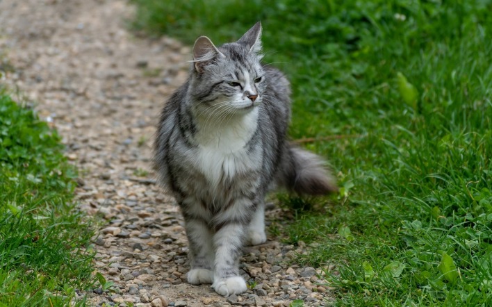 кот серенький трава дорожка