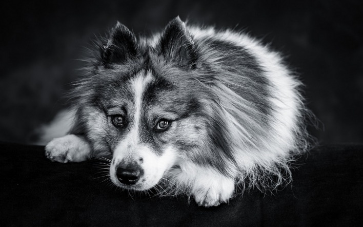 собака исландская собака мордочка взгляд черно-белая
