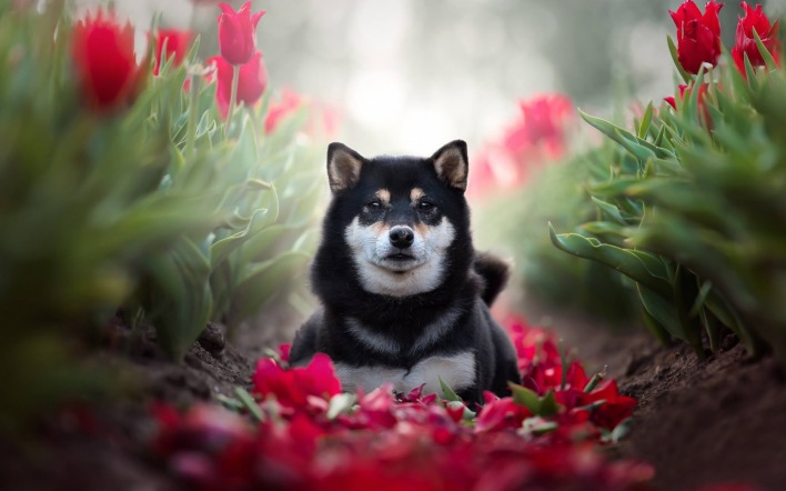 собака цветы клумба тюльпаны