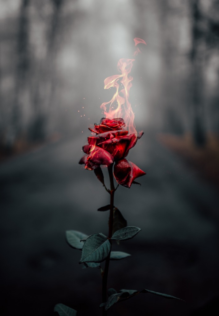 роза огонь пламя мрак