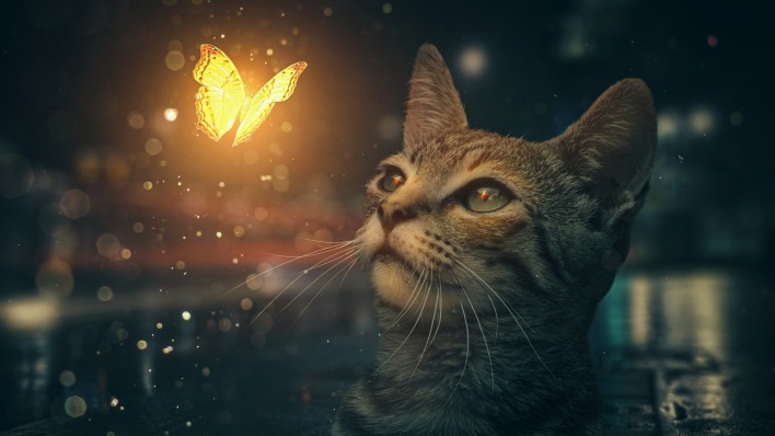 котенок бабочка свечение графика частицы
