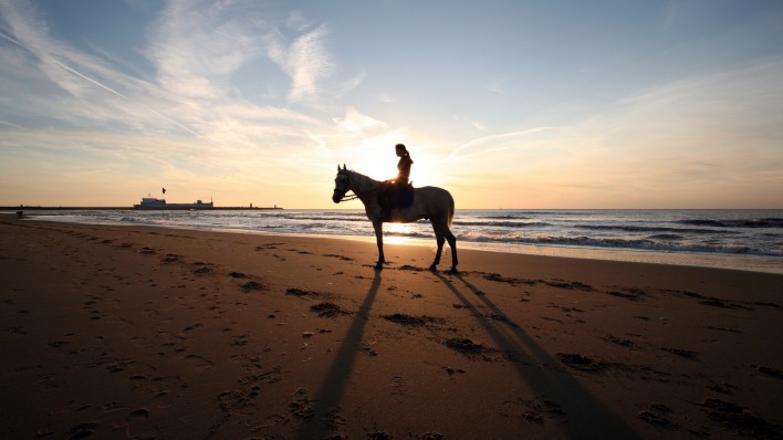 Лошадь на берегу закат