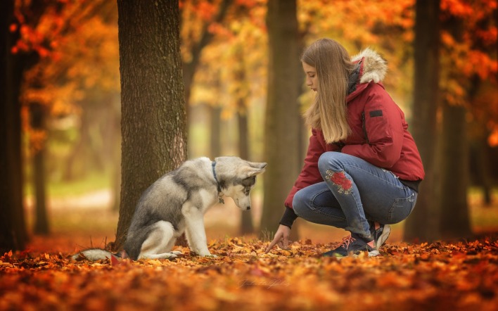 девушка хаски осень лес листва деревья