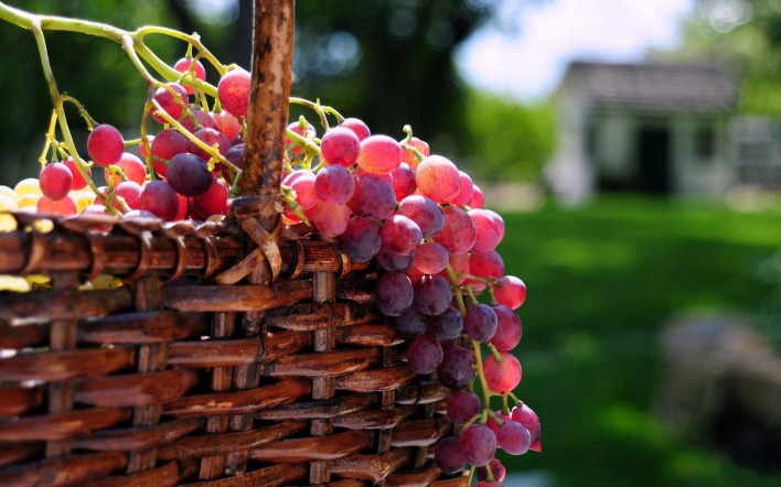 виноград гроздья плетеная корзина лужайка