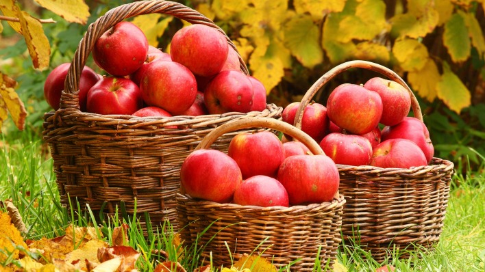 красные яблоки плетеные корзины листва трава осень