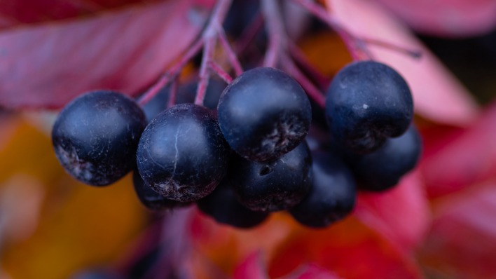 ягоды рябина черная черноплодная