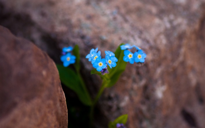 бирюзовые цветочки в камнях
