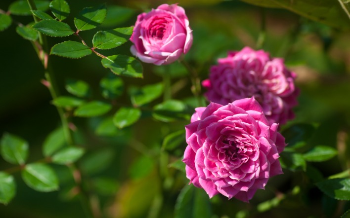 розовые цветы под солнцем