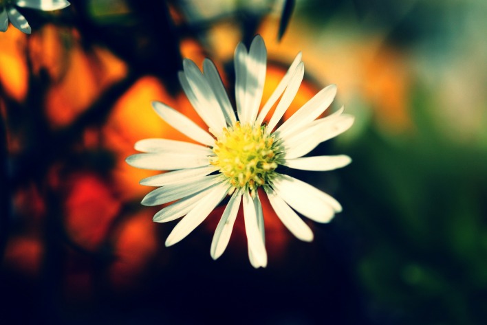 белый цветочек