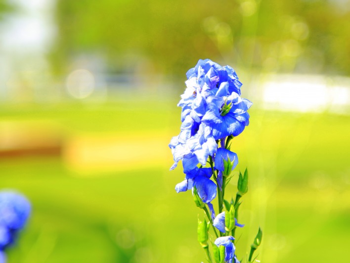 синий цветочек на лужайке