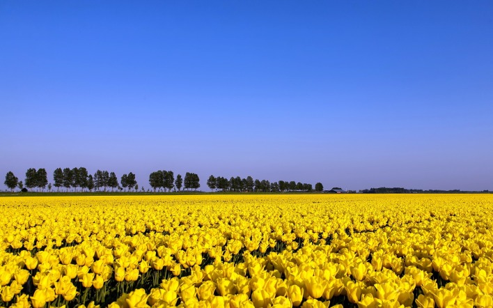 поляна желтых тюльпанов