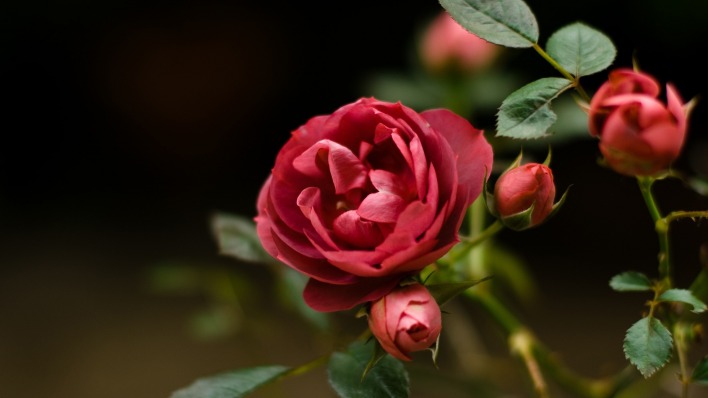 нежно-розовые розы