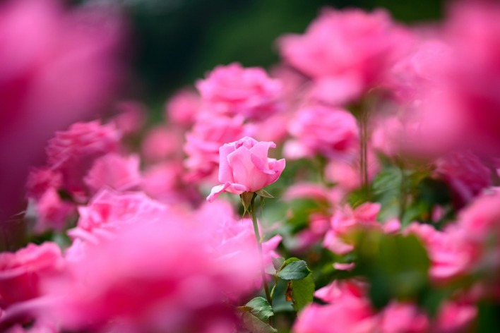 розовые нежные цветы