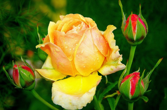 Желтая роза фото и название