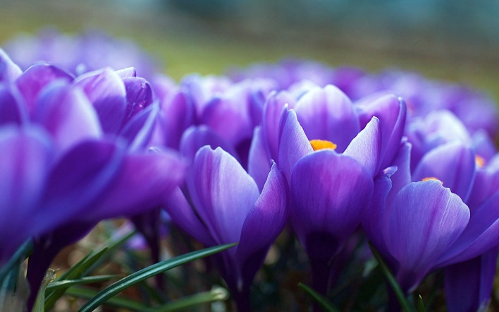 нежно-фиолетовые цветы