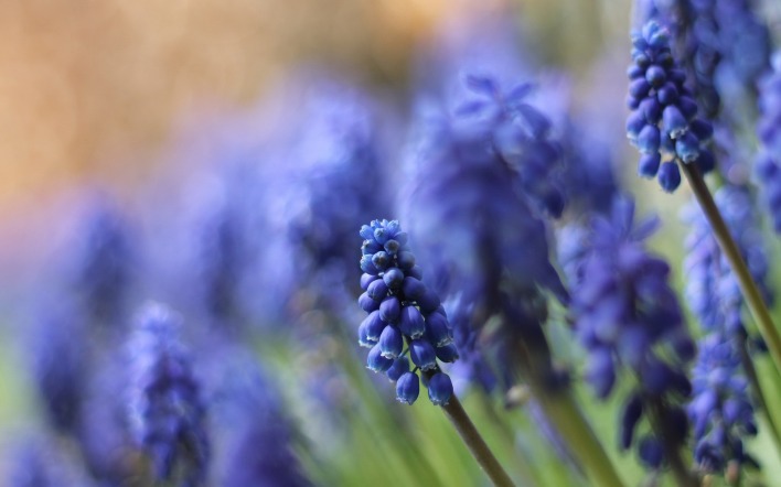 Нежно-голубые цветы