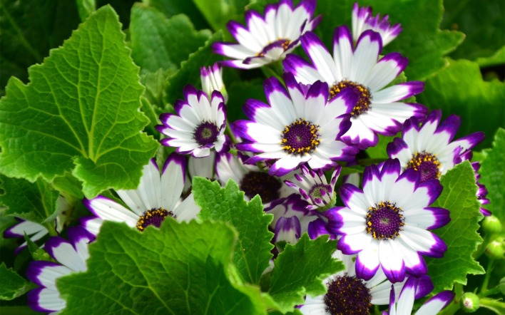 Бело-фиолетовые цветочки