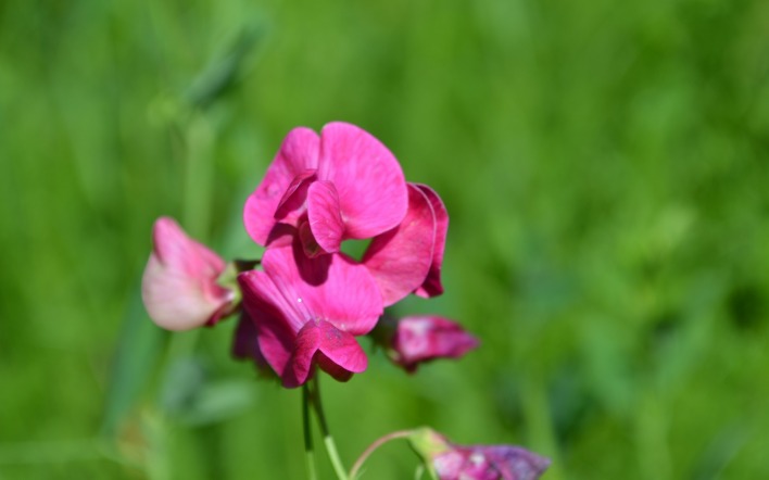 Розовый цветок в траве