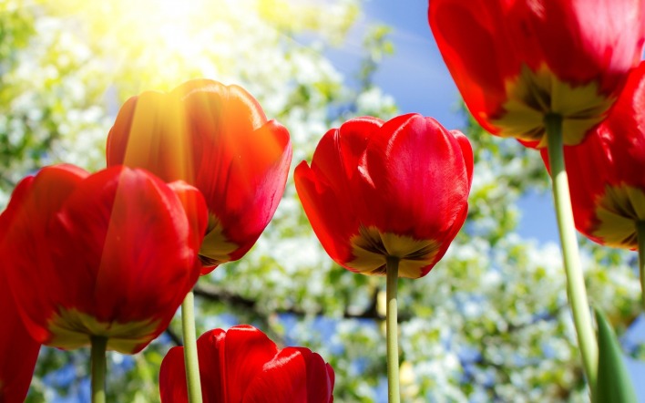 красные тюльпаны цветущие деревья солнце