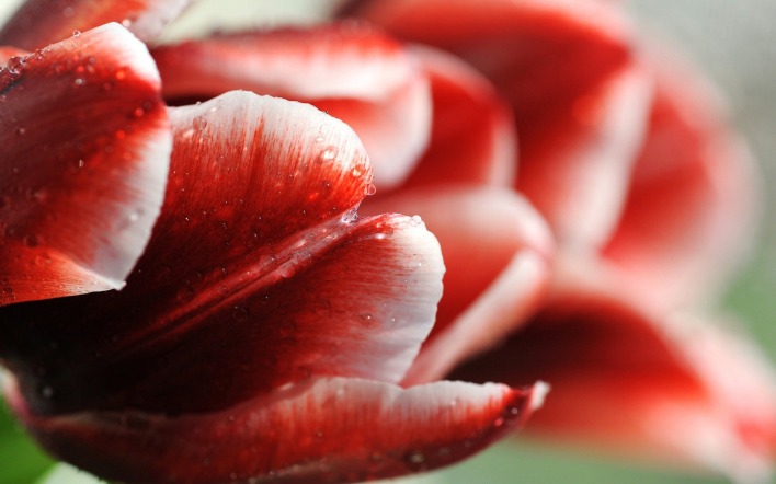 макро цветы красные природа тюльпаны
