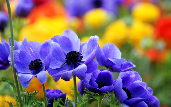 Синие цветы размытый фон