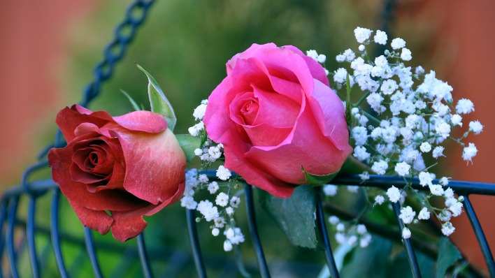 цветы природа красные розы