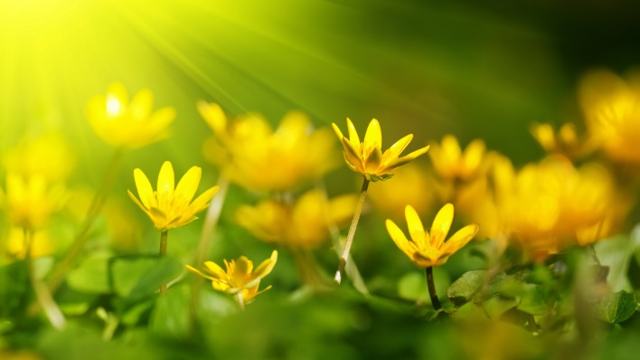 Желтые цветы весна лучи