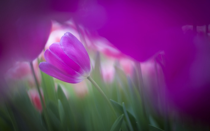розовый цветок природа весна