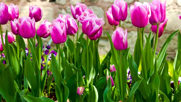 цветы природа розовые тюльпаны
