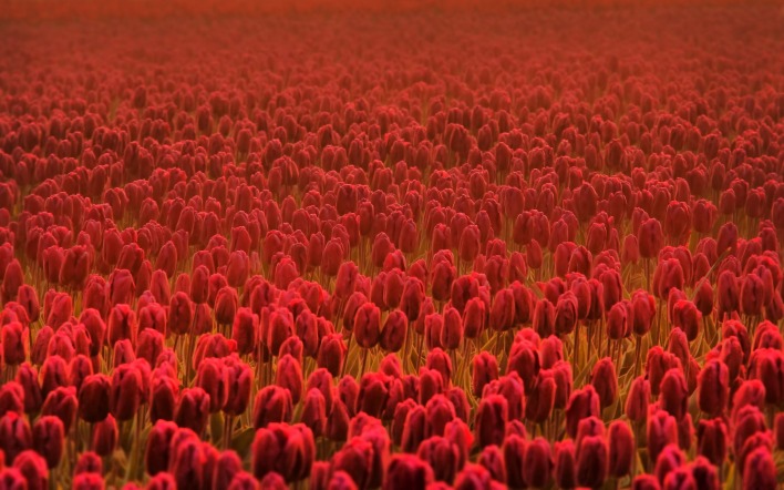 поле красные цветы природа тюльпаны