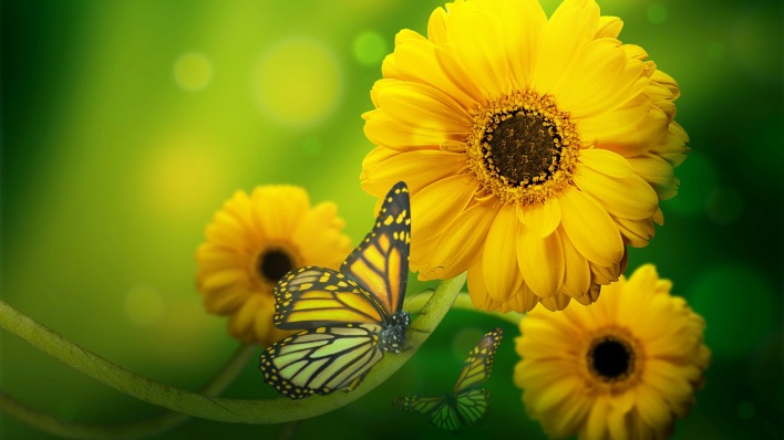 природа желтые цветы бабочка насекомое