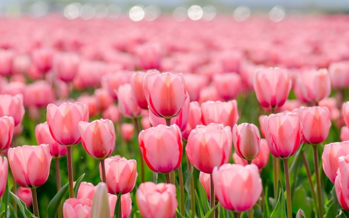 Цветы нежные тюльпаны природа