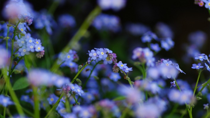 цветы природа незабудки синие