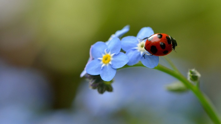 цветы синие незабудки насекомое божья коровка