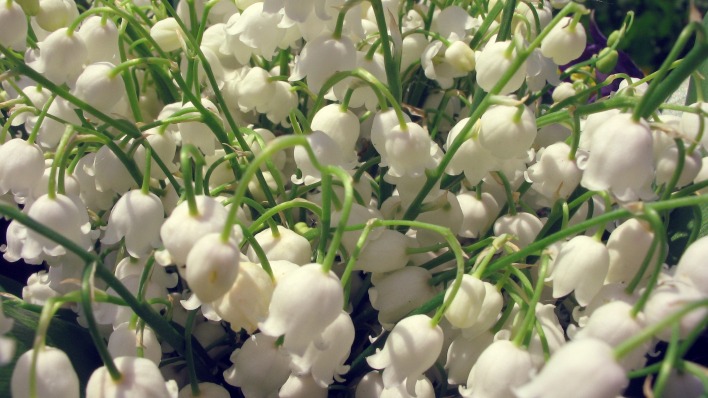 Белые цветы лилии