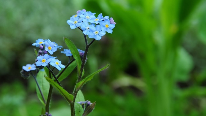 Цветок синий трава