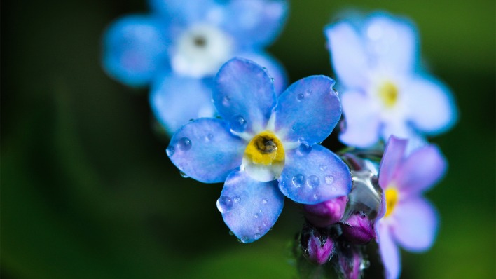 синие цветы незабудки крупный план роса