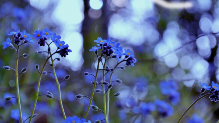 Синие цветы незабудки