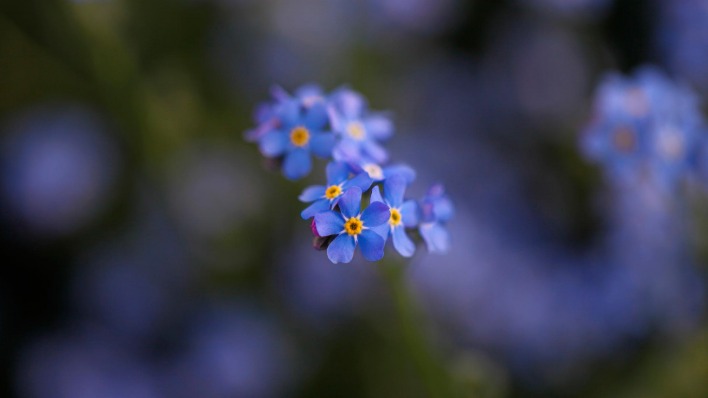 Цветы голубые