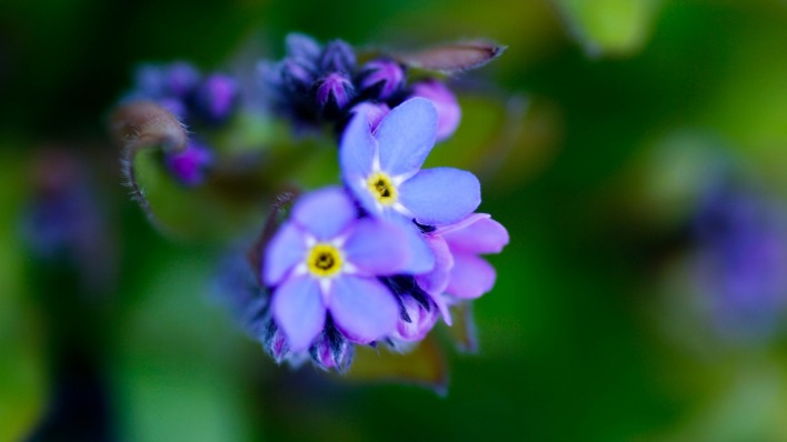 синие цветы незабудки