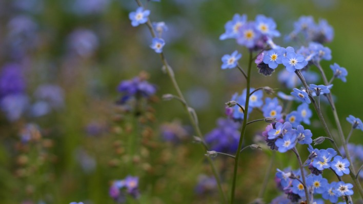 синие полевые цветы природа