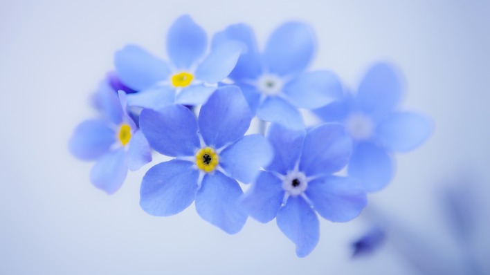 синие цветы крупный план незабудки