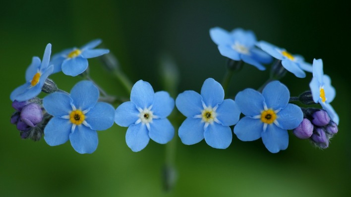 Цветы синие незабудки
