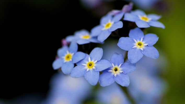 природа синие цветы крупный план незабудки