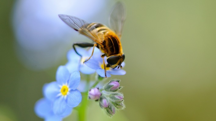 Пчела цветок синий голубой