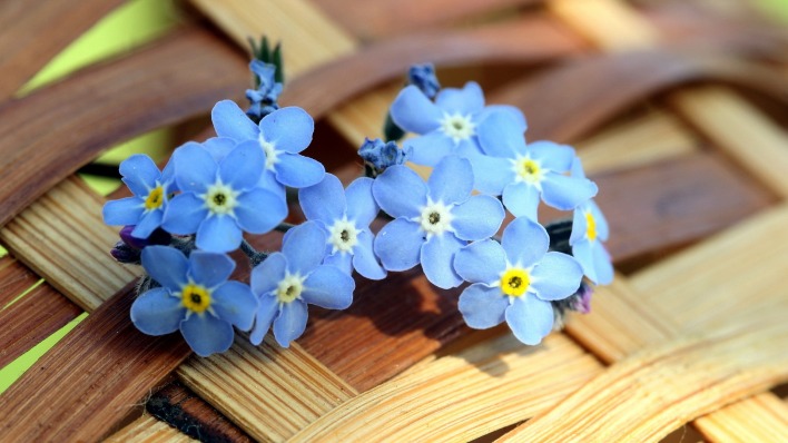 Цветы голубые незабудки