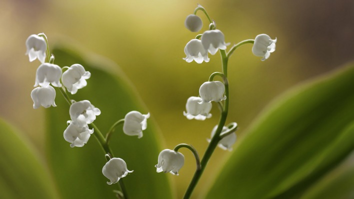 Ландыши белые цветы