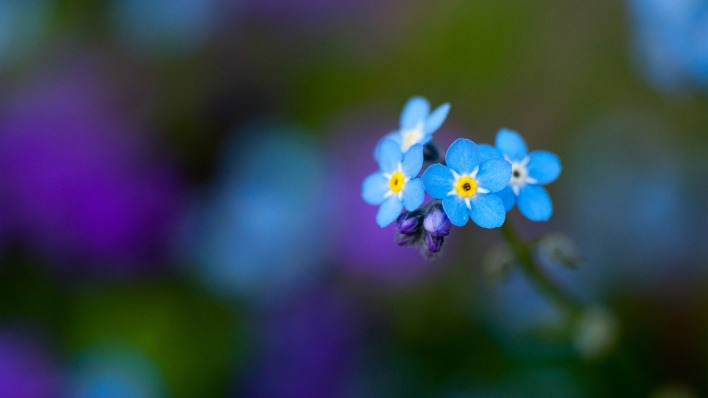 синие цветы природа незабудки