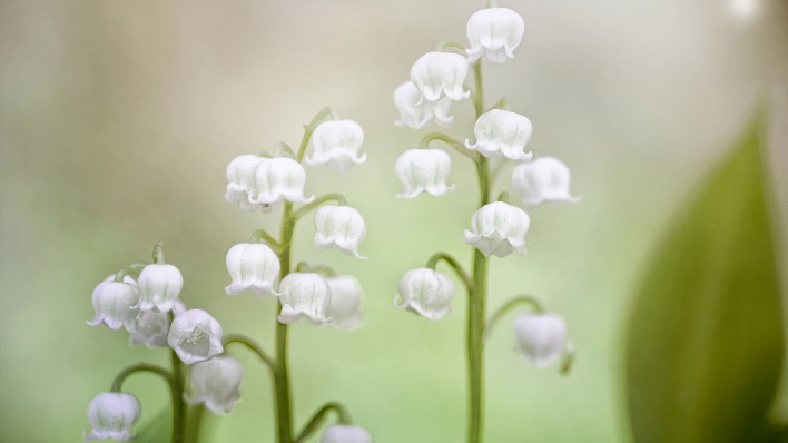 Белые цветы макро
