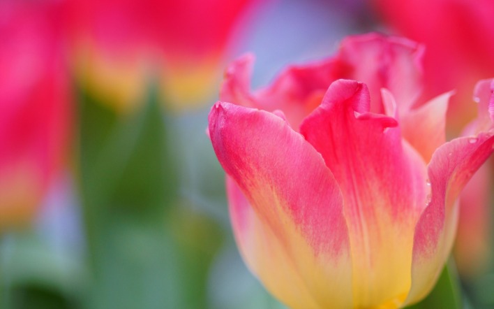 Цветок природа макро тюльпан